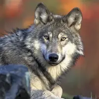 Wolfi - Vladimír Zajíc - audiokniha