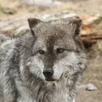 Vlčpanna - Vladimír Zajíc - audiokniha