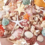 14 Styles Natural Shell Ornaments