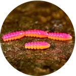 Redbass gumová nástraha trout grub tutti frutti uv color - 3x33 mm