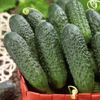 Uhorka nakladačka Dafne F1