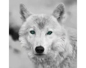 Obraz na zeď Arktický vlk, černobílý