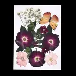 Pressed Dried Flowers