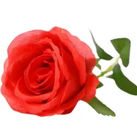 Ruža 54 cm vínová A2020231