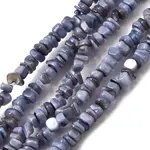 Natural Freshwater Shell Beads