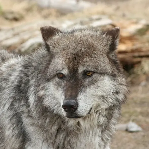 Vlčpanna - Vladimír Zajíc - audiokniha