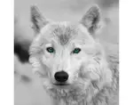 Obraz na zeď Arktický vlk, černobílý