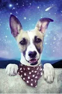 Gump - 3D pohyblivá pohlednice