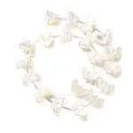 Natural White Shell Beads