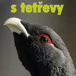Loučení s tetřevy