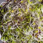 Bio Semená na klíčky - Brokolica