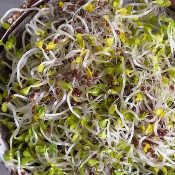 Bio Semená na klíčky - Brokolica