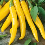 Chilli Paprika Kristián