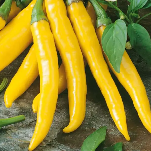 Chilli Paprika Kristián