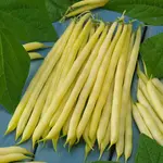 Fazuľa kríčková, žltostruková Blanche