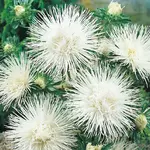 Astra vysoká ihlicovitá biela