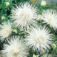 Astra vysoká ihlicovitá biela