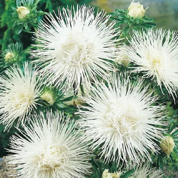 Astra vysoká ihlicovitá biela