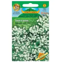 Gypsomilka metlinatá na sušenie, biela