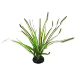 Dekorace Repti Planet Rostlina tráva Spartina 30cm