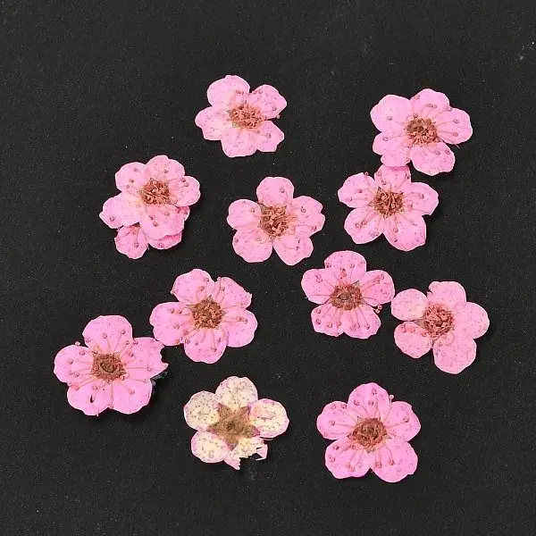 Narcissus Embossing Dried Flowers