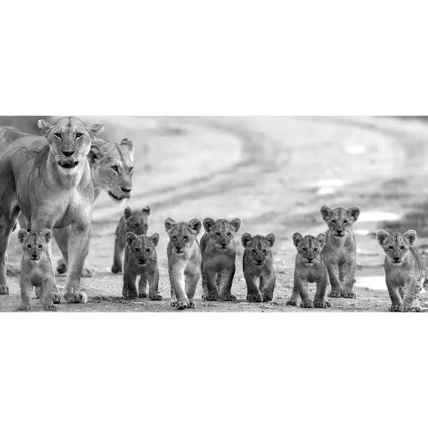 Monee TIŠTĚNÉ OBRAZY NA PLÁTNĚ, zvířata, 120/55 cm