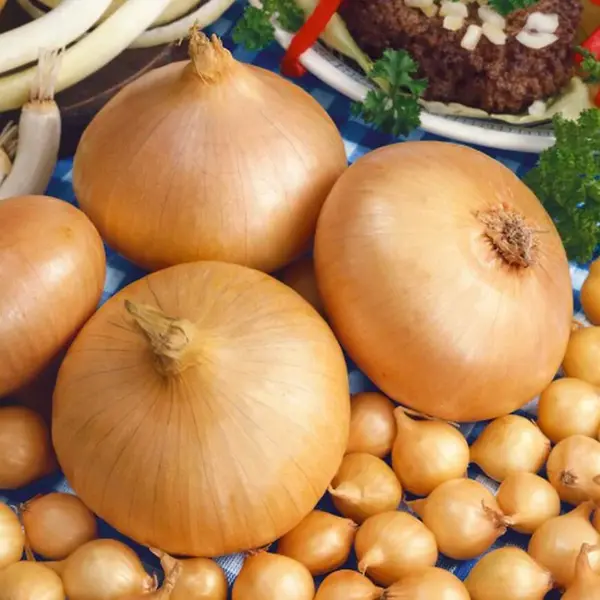 Cibuľa štutgarstká 300g /8-21mm/ žltá