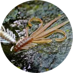 Redbass gumová nástraha nymfa brown/silver - s 53 mm