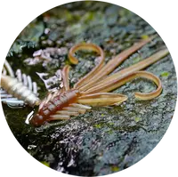 Redbass gumová nástraha nymfa brown/silver - s 53 mm