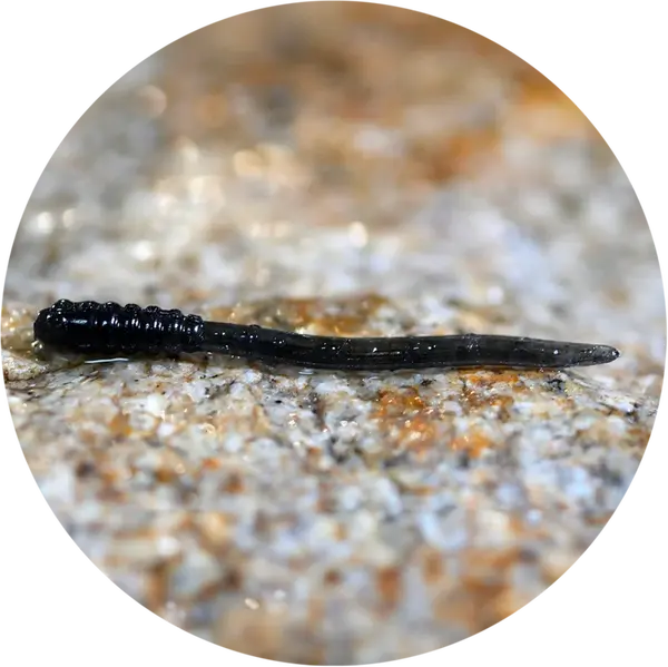 Redbass gumová nástraha micro tail dark black - s 48 mm