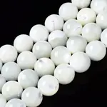 Natural Trochid Shell/Trochus Shell Beads Strands