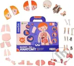 MierEdu Magnetická tabulka - Lidské tělo - hra z kategorie Vzdělávací hry