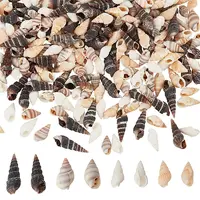 480Pcs 4 Style Natural Conch Decorations
