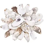 30Pcs 3 Styles Oyster Shell