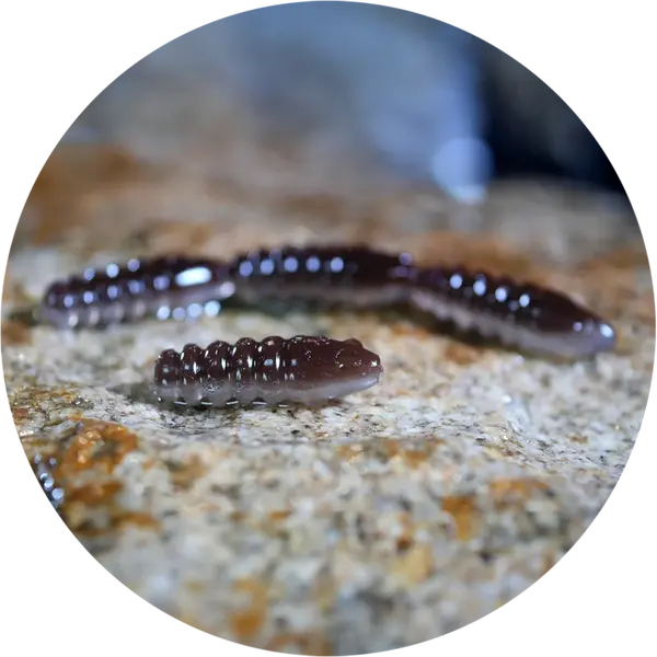 Redbass gumová nástraha trout grub brown/silver - 3x16 mm