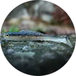 Redbass gumová nástraha ripper kicker bass - xs 42 mm