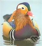 Jiří Kovanda - Edith Jeřábková - kniha z kategorie Malířství a sochařství