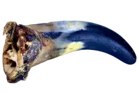 LK Baits Pet Hovězí Rohy 1ks,140g