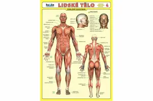 Lidské tělo - Přehled orgánových soustav - Svalová soustava - Petr Kupka
