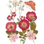 Pressed Dried Flowers