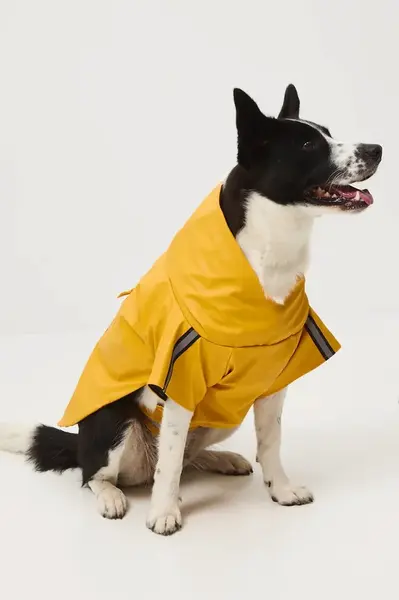 Bunda pre zvieratko Medicine