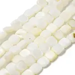 Natural Freshwater Shell Beads Strands