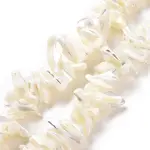 Natural Trochid Shell Beads Strands
