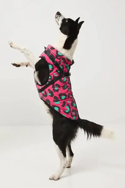 Bunda pro mazlíčka Medicine