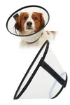 Límec ochranný Buster plastový Quick Collar 15cm