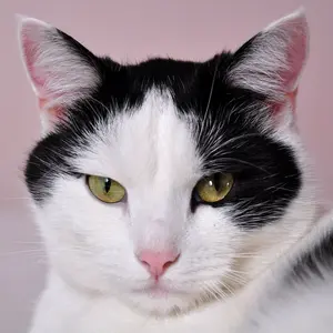 O splněných přáních - Dagmar Langová - audiokniha