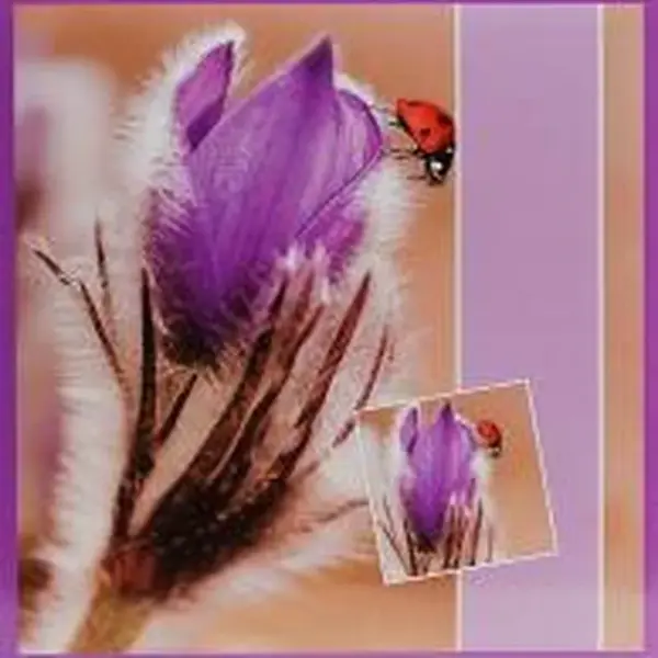 Fotoalbum 500 Krokus s beruškou