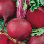 Betina cvikla guľatá