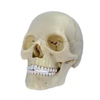 Anatomie člověka - lebka