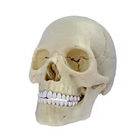 Anatomie člověka - lebka